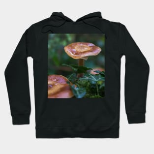 Beautiful watery mushrooms in a bed of green muss in a forest. Hoodie